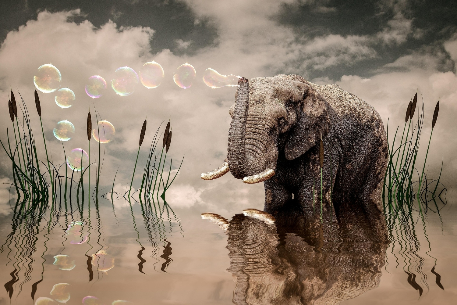 Photoshop Magic: Transforma tu imaginación